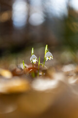 Leucojum vernum - white flowers growing in spring deciduous forest with beautiful bokeh. The first spring flower
