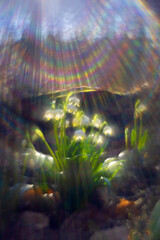 Leucojum vernum - cluster of white flowers growing in a deciduous forest with abstract rays of the...