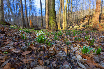 Leucojum vernum - clusters of white flowers growing in deciduous forest between trees.