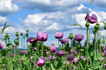 Schlafmohnfeld in Forchheim am Kaiserstuhl