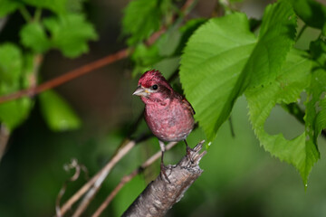 A bright colorful male Purple Finch Bird sits perched on a branch under green foliage