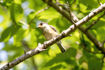 初夏の森で枝にとまるヤマガラ幼鳥