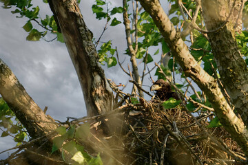 Spring scene of a baby American Bald Eagle bird in its nest looking around from its tall perch