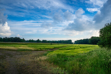 Obraz premium Field With Dirt Road and Trees
