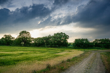 Dirt Road Cutting Through Lush Green Field