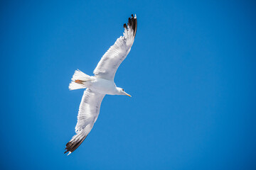 A seagull is flying in a clear blue sky on a sunny day