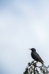 Amsel 