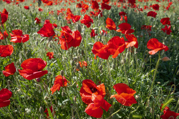 Field of wild red poppies. Wildflowers in spring. Poppies meadow.