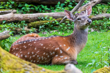 Hirschkuh wilde Natur 