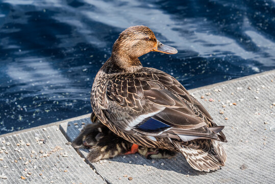 Mama Mallard Protecting Her Ducklings, Washington DC USA