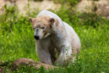 B&auml;r wilde Natur 