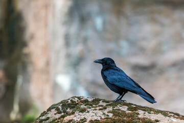 Kr&auml;he Vogel Natur wild 