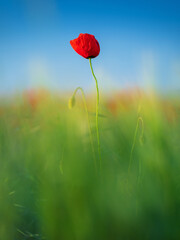 portrait view to alone red poppy through green grass under blue sky with copy space