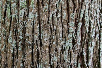 Old tree bark texture. Abstract background and texture for design and ideas.