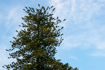 Pine tree against the blue sky with white clouds, natural background