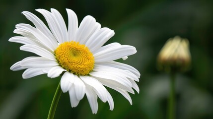 Fototapeta premium Symbol of peace Shasta daisy