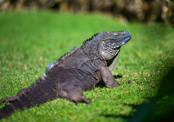 Adult Blue Iguana on the Grass