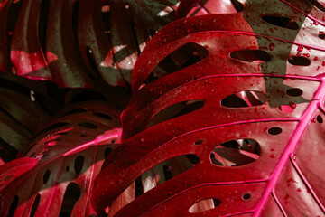 Red monstera leaf with water drops close up. Natural background.