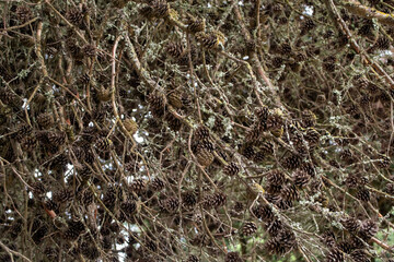 Pine cones on a tree branch in winter, close-up