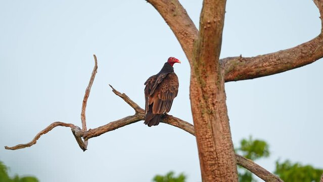 Turkey Vulture at dry tree branch. Close up of a Turkey Vulture perching at Point Pelee peninsula located in south western Ontario, Canada. National Park, famous tourist destination.