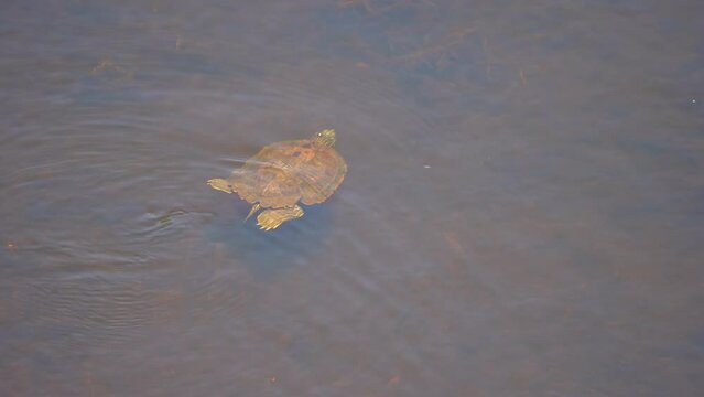 The northern map turtle, freshwater turtle native to North America in natural habitats at swamp, Point Peele, Marsh Boardwalk, Leamington, Ontario, Canada. Slow motion.