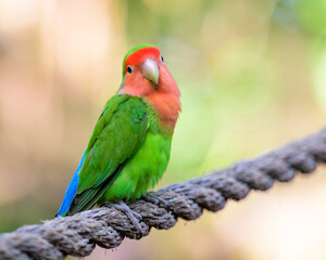 Rosy-faced Lovebird Facing the Camera