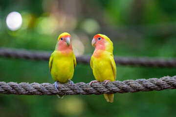 A Pair of Lutino Lovebirds Facing Each Other