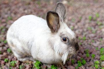 Full Body of Smoky Brown Gray Domestic Pygmy Rabbit Bunny Nature and Wildlife Photography