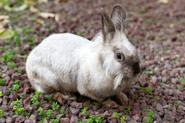 Full Body of Smoky Brown Gray Domestic Pygmy Rabbit Bunny Nature and Wildlife Photography