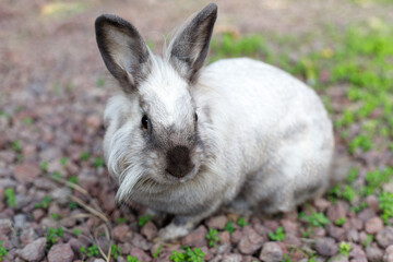 Full Body of Smoky Brown Gray Domestic Pygmy Rabbit Bunny Nature and Wildlife Photography
