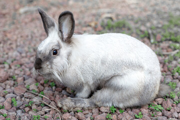 Full Body of Smoky Brown Gray Domestic Pygmy Rabbit Bunny Nature and Wildlife Photography