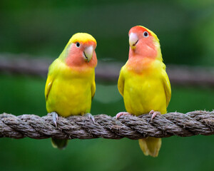Lutino Lovebird Couple Standing on Rope with Green Background