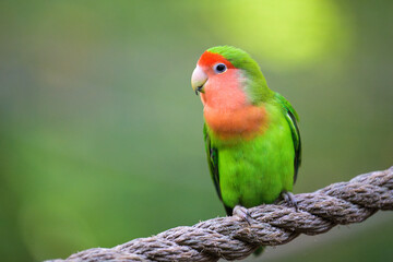Rosy-faced Lovebird on Rope with Green Background