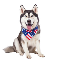 American Flag Siberian Husky, transparent - 4