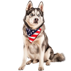 American Flag Siberian Husky, transparent - 5