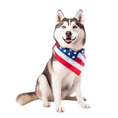 American Flag Siberian Husky, transparent - 3
