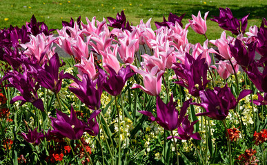 Large Tulips blossom in the garden on a sunny day