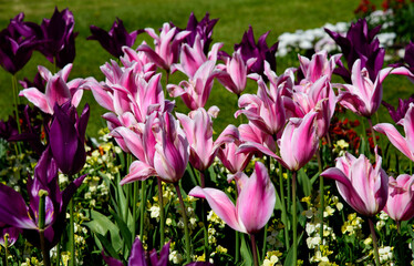 Large Tulips blossom in the garden on a sunny day