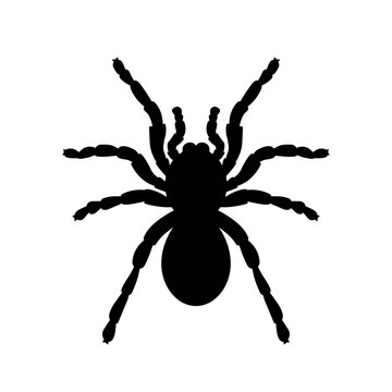 tarantula silhouette, spider Halloween decorative element, vector black icon