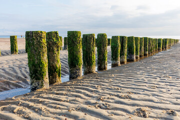 Green Moss on Wooden Breakwaters, South Holland Shore