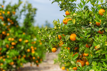 Orange garden with ripe oranges on tree branches.