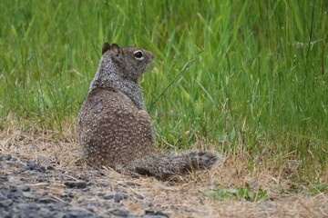 California Ground Squirrel