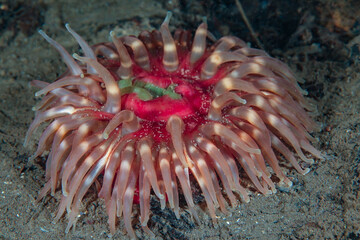 A beautiful Dahlia sea anemone from Norway © Sakis Lazarides