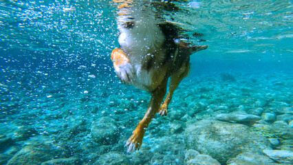 UNDERWATER: Joyful dog swims in stunningly clear Adriatic Sea above rocky bottom. A view of the...