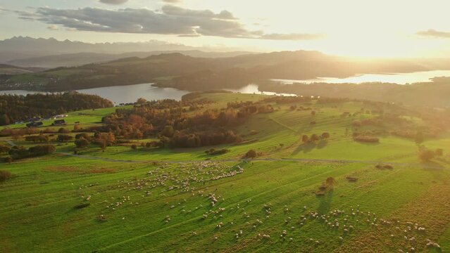 The flock of sheep grazing in the mountains at sunset in Southern Poland
