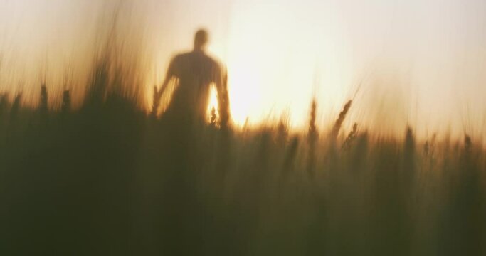 Man Agronomist Farmer Walking Through Wheat Field At Sunset Golden Hour Male Rear View Agriculture Celestial Biblical Vision RED 8k Slow Motion