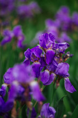  bright purple iris flowers in the garden