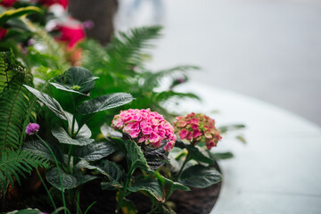 Fototapety na wymiar - Fototapeta24.pl