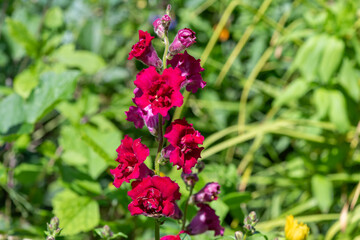 Close up of a pink snapdragon (antirrhinum) flower in bloom