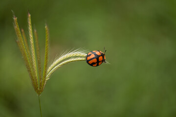 ladybird on a leaf